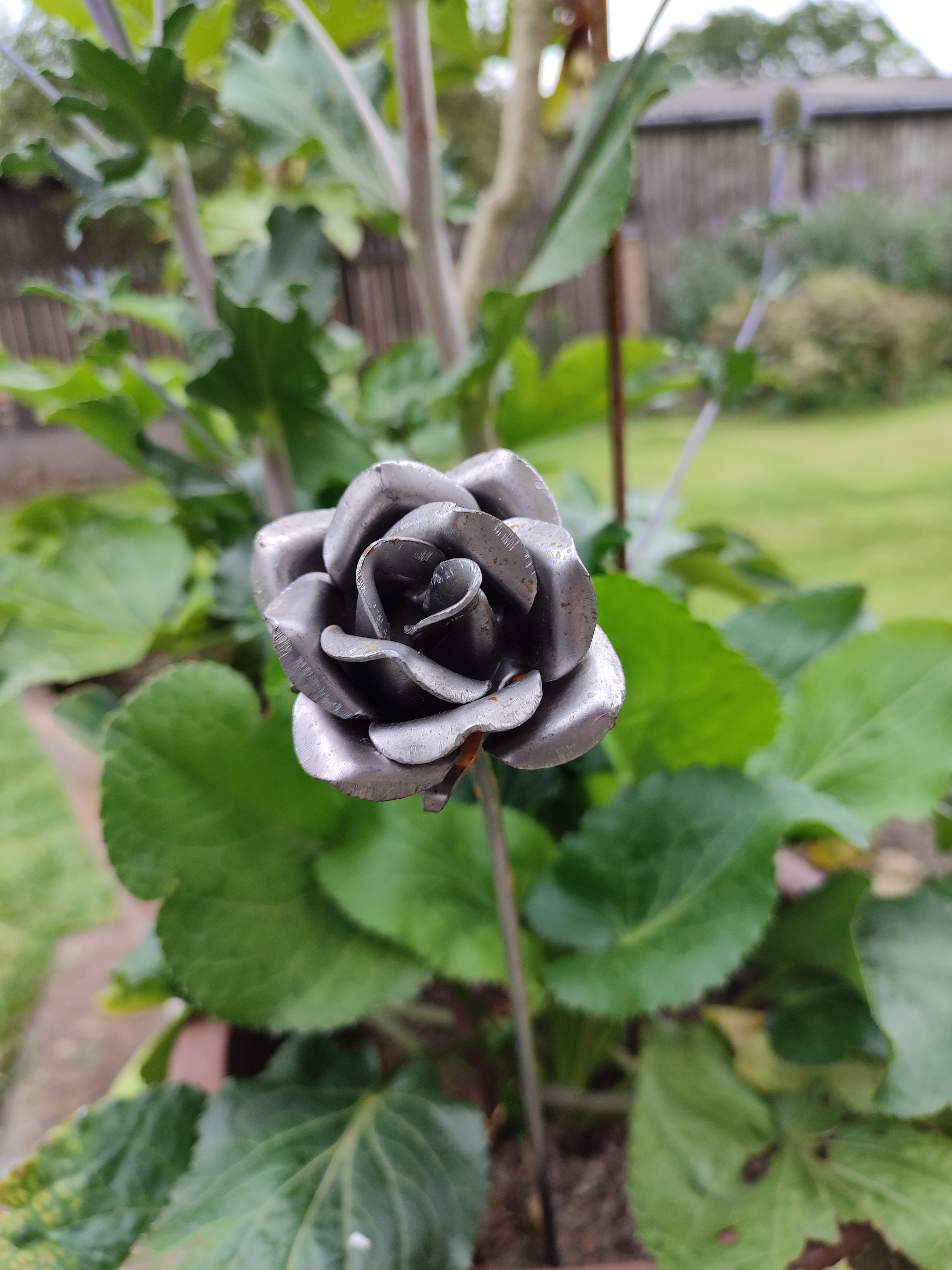 A close up of a single raw steel rose