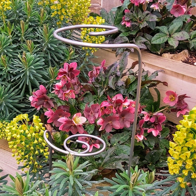 Single-stemmed steel scroll topped plant supports